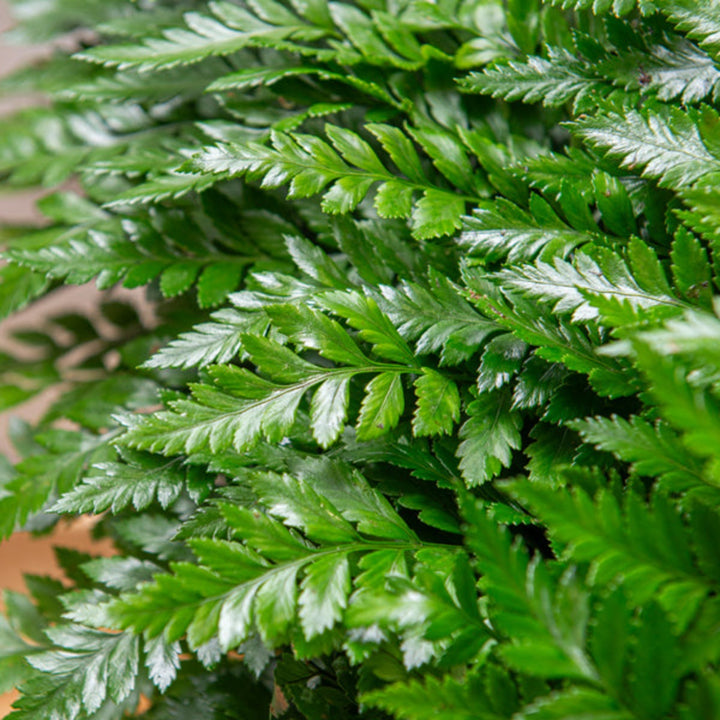 Fresh Flower Holland leather leaf fern stems, 18-pack, vibrant green artificial flower foliage for floral arrangements and decor.