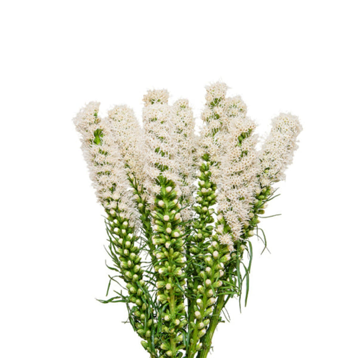 White Liatris Spicata Alba flower stems, fresh and vibrant, arranged in a bouquet for decorative floral display.
