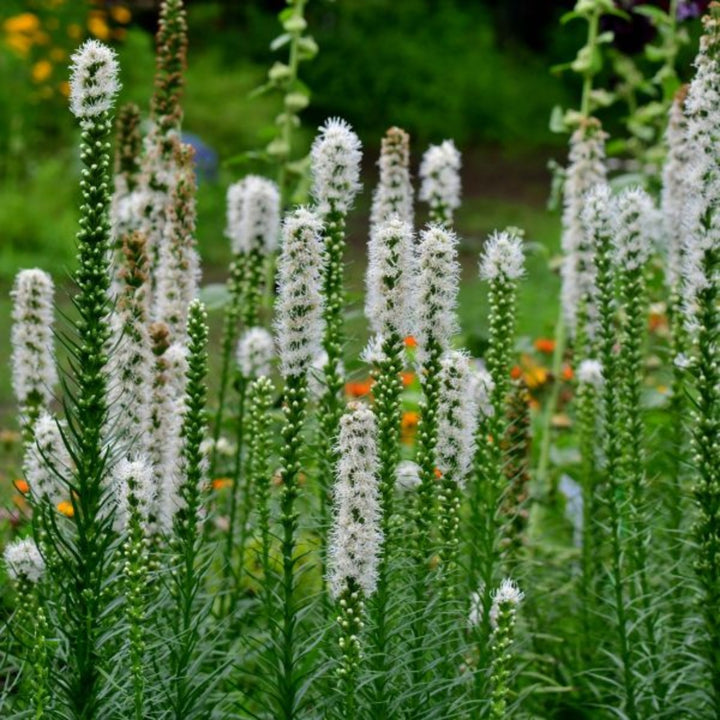 Fresh Liatris Spicata Alba flower stems from Flowranow, showcasing tall white blooms perfect for floral arrangements.