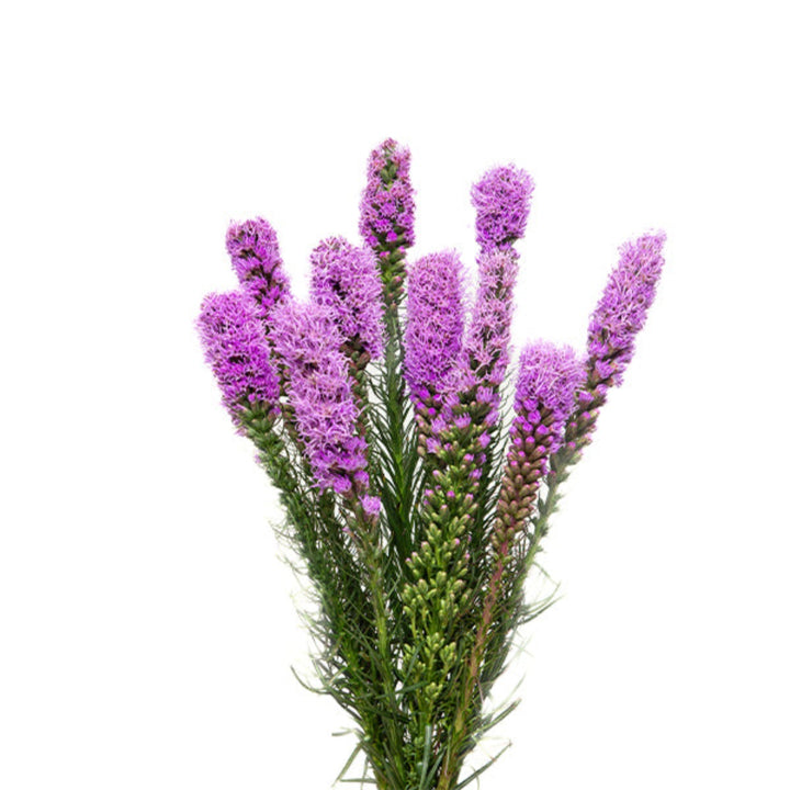 Liatris, Spicata Purple, 10 Stems - Sharbatly.Club
