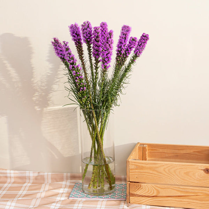 Liatris, Spicata Purple, 10 Stems - Sharbatly.Club