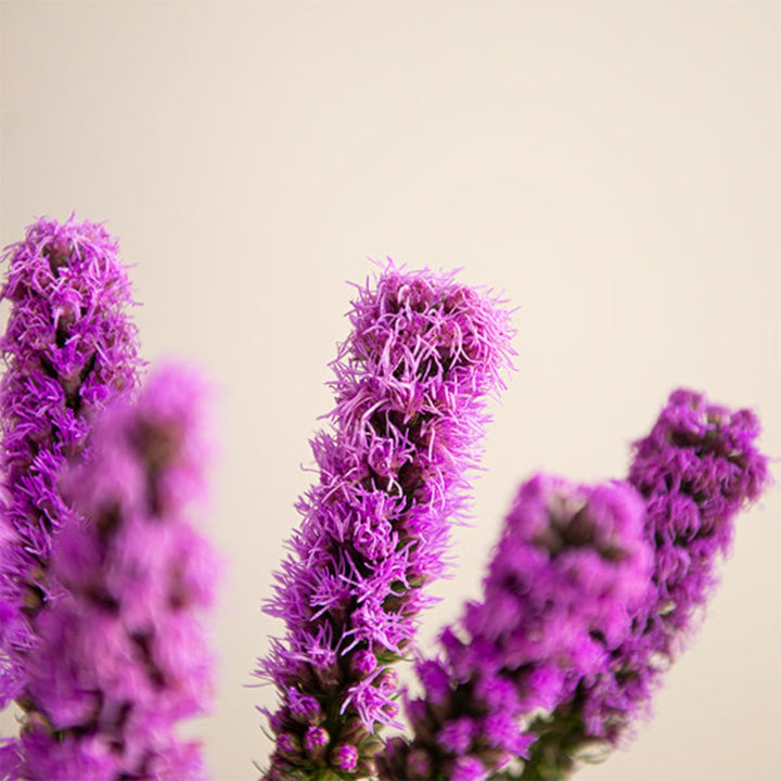 Liatris, Spicata Purple, 10 Stems - Sharbatly.Club