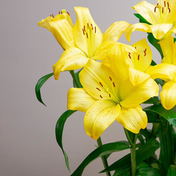 Fresh Flower Holland Nashville Yellow Asiatic lilies, 5 stems, vibrant yellow Dutch flower bouquet with lush green leaves.