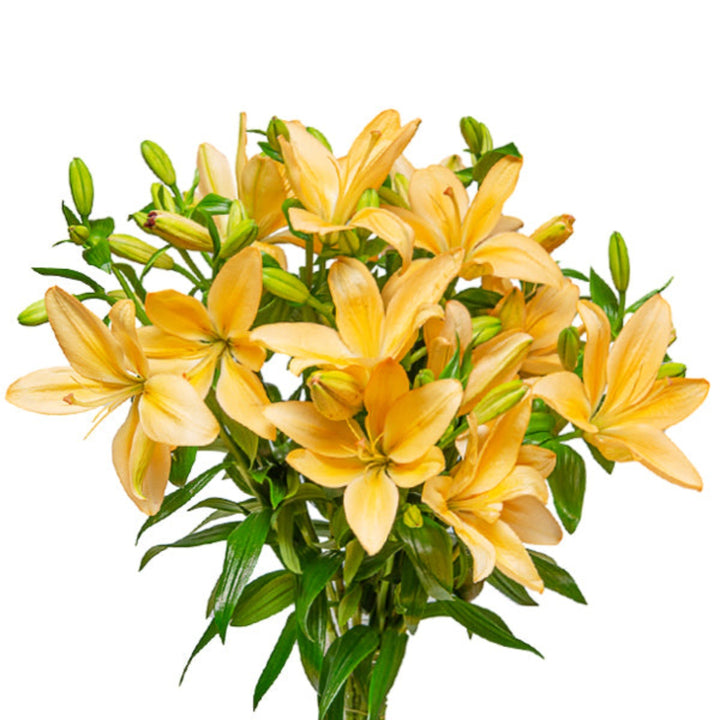Ten vibrant Asiatic orange lilies with green stems and leaves, arranged in a bouquet, from Flowranow flower collection.