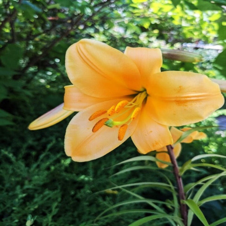 Bright orange Asiatic lilies from Flowranow with 10 stems, showcasing vibrant blooms and lush green leaves.