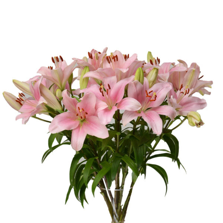 Pink Asiatic lilies from Flowranow with 10 stems, showcasing vibrant blooms and lush green stems.