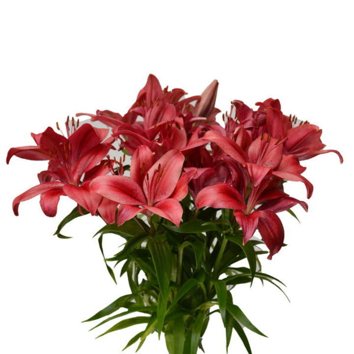 Bright red Asiatic lilies from Flowranow with 10 stems, showcasing vibrant, trumpet-shaped flowers perfect for floral arrangements.