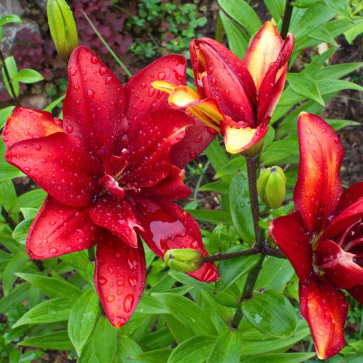 Red Asiatic lilies from Flowranow with 10 stems, showcasing vibrant flowers and green stems in a natural arrangement.