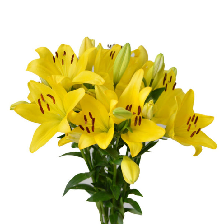 Yellow Asiatic lilies from Flowranow, 10 stems of vibrant, fragrant flowers perfect for bouquets and floral arrangements.
