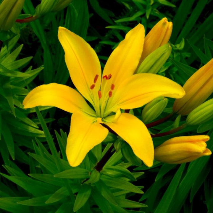 Yellow Asiatic lilies with 10 stems, fresh flower bouquet from Flowranow, showcasing vibrant blooms and green leaves.