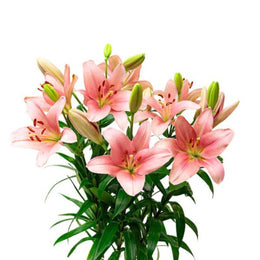 Lilies, Asiatic, Brindisi Pink, Dutch, 5 Stems
