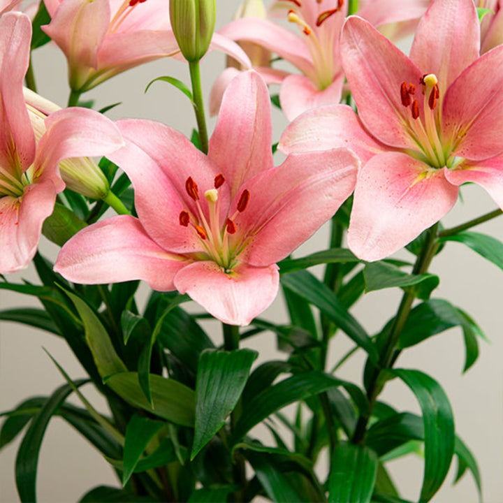 Five stems of Asiatic Brindisi Pink lilies from Fresh Flower Holland, vibrant pink flowers with green foliage.