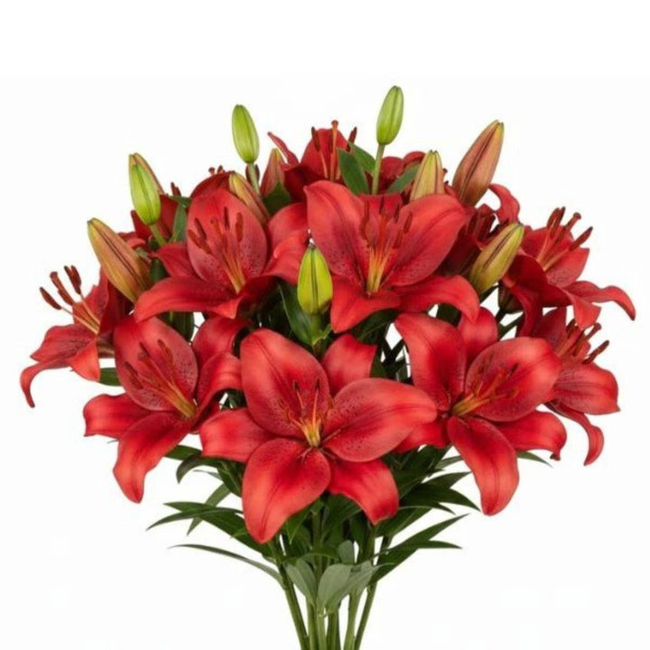 Fresh Asiatic Corleone Red lilies in a bouquet, five stems of vibrant red Dutch lilies from Fresh Flower Holland