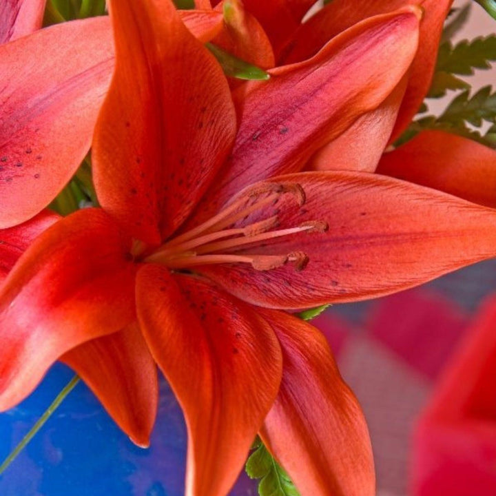 Bright red Asiatic lilies from Dutch Corleone Red variety in a bouquet with five stems, arranged by Fresh Flower Holland.