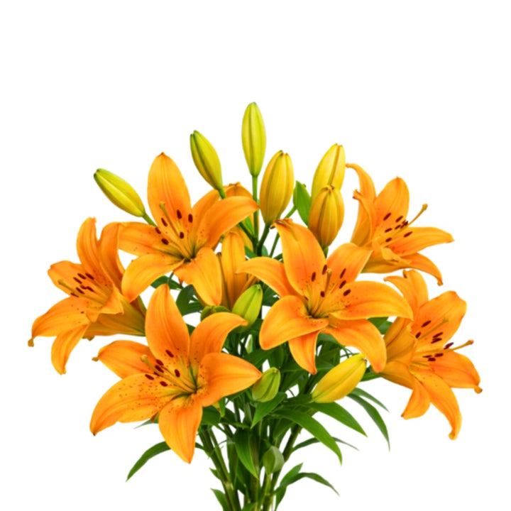 Fresh Asiatic lilies in Cortona Orange from Dutch flower stems, showcasing vibrant orange blossoms on five stems.