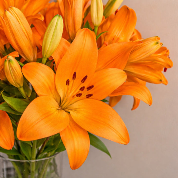 Fresh Asiatic lilies, Cortona Orange, Dutch variety with 5 stems, bright orange flowers, arranged in a natural bouquet.