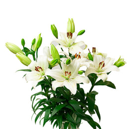 Lilies, Asiatic, Litouwen Magnum White, Dutch, 5 Stems