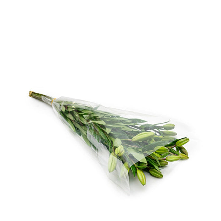 Five stems of Fresh Flower Holland Asiatic Litouwen Magnum White lilies, vibrant white flowers with green foliage.