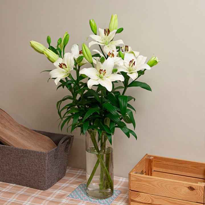 Fresh Flower Holland Asiatic Lilies, Litouwen Magnum White, 5 stems of vibrant white Dutch lilies in a bouquet.