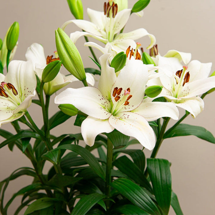 Fresh Asiatic lilies from Holland with five white Magnum Litouwen stems, featuring large blooms and lush green foliage.