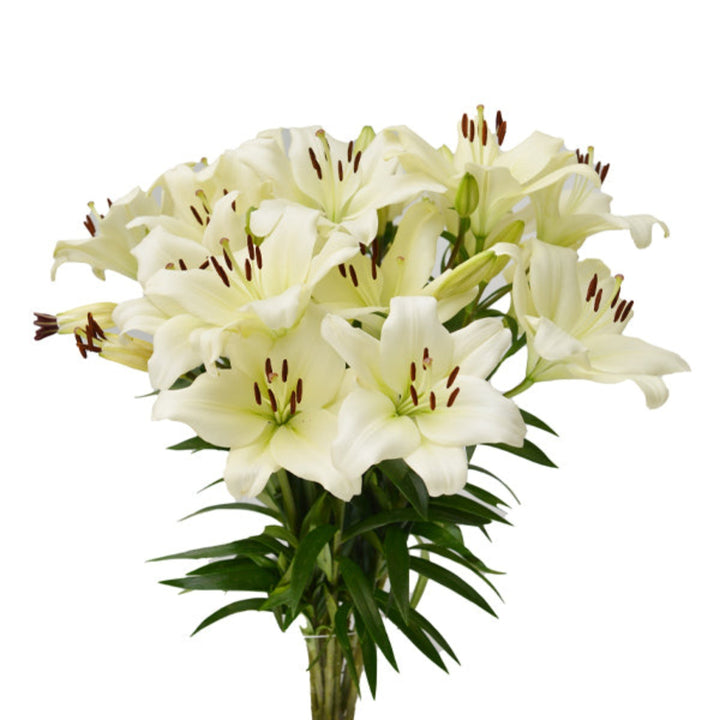 White Asiatic lilies from Flowranow with 10 stems, showing elegant, pearl-white flowers in full bloom.