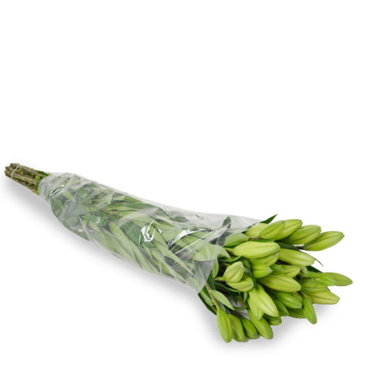 Pearl white Asiatic lilies from Flowranow with 10 stems, showcasing elegant, blooming white flowers perfect for floral arrangements.