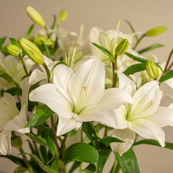 Pearl white Asiatic lilies from Flowranow with 10 stems, showcasing elegant, fresh flowers ideal for floral arrangements.