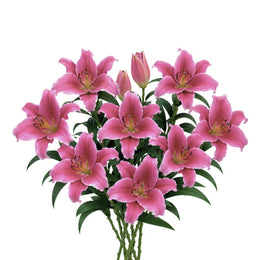 Lilies, Oriental, Scented, Dark Pink, Dutch, 5 Stems