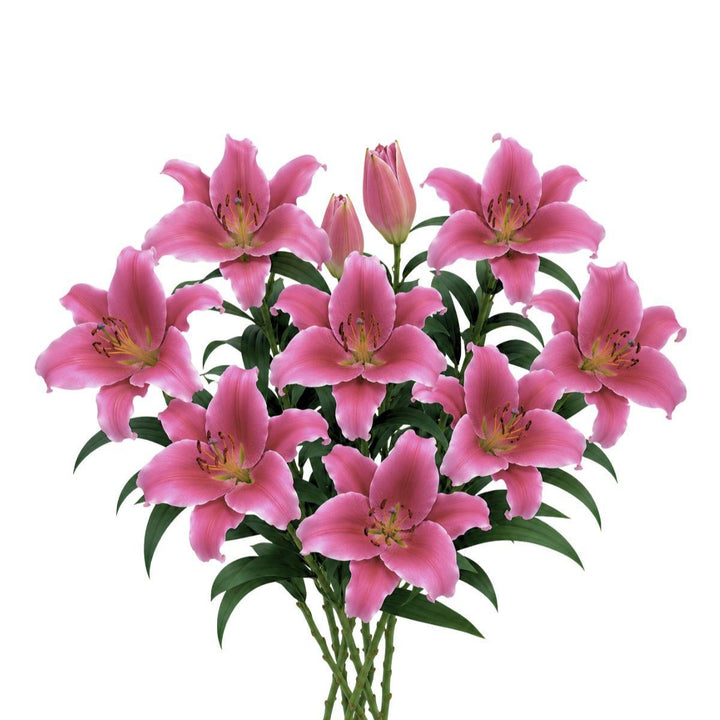 Five dark pink Oriental lilies with scented blooms from Dutch Fresh Flower Holland arranged in a bouquet.