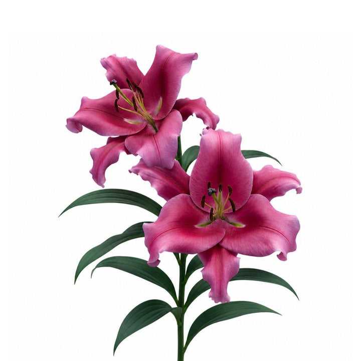 Five dark pink Oriental lilies with scented blooms, arranged as fresh Dutch flowers from Fresh Flower Holland.