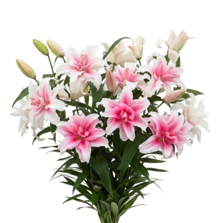 Bouquet of 5 Oriental Lily stems with double petals, scented Dutch lilies from SQ Flora Kenya.