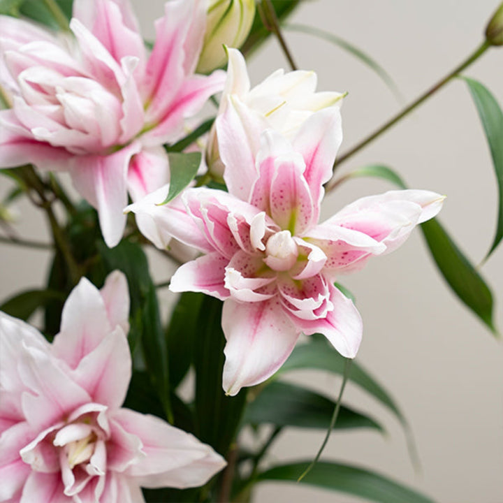 Bouquet of five scented Oriental Lily stems with double petals from SQ Flora Kenya, featuring elegant white flowers.