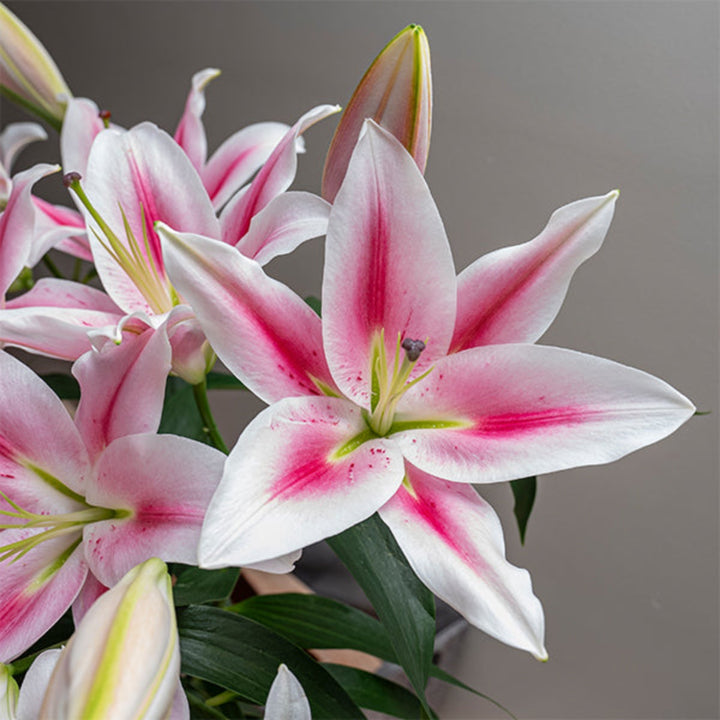 Pink Oriental lilies from Frontera by Fresh Flower Holland, five scented flower stems arranged naturally.