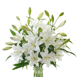Lilies, Oriental, Scented, Santander, XL, White, 10 Stems