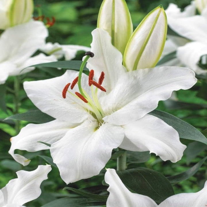 White Oriental lilies in XL bouquet with 10 stems, scented flowers from Flowranow.