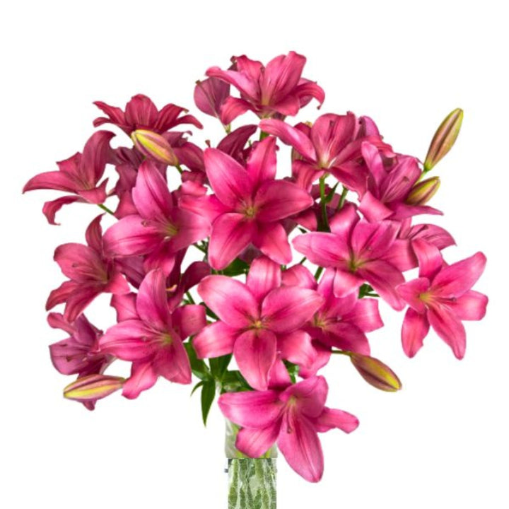 Brightly scented Oriental lilies with ten XL Tarrango stems, showcasing elegant white petals and lush green leaves.