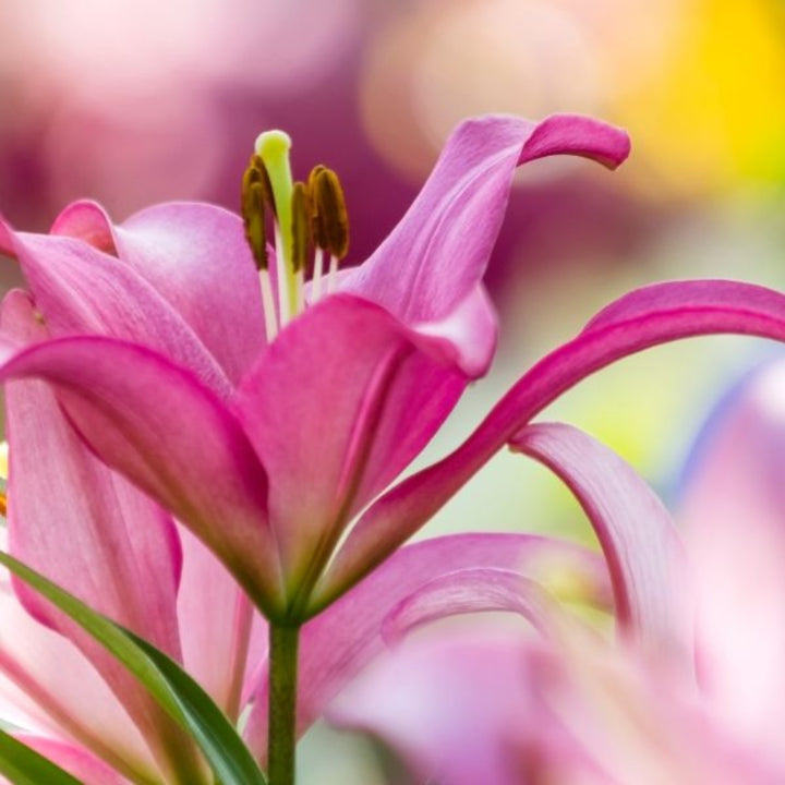 Fresh Oriental lilies with scented Tarrango blooms, XL bouquet of 10 stems, from Flowranow flower collection.