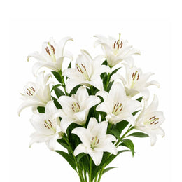Lilies, Oriental, Scented, White, Scented, Dutch, 5 Stems
