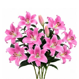 Lilies, Oriental, Scented, XL, Soft Pink, Dutch, 5 Stems