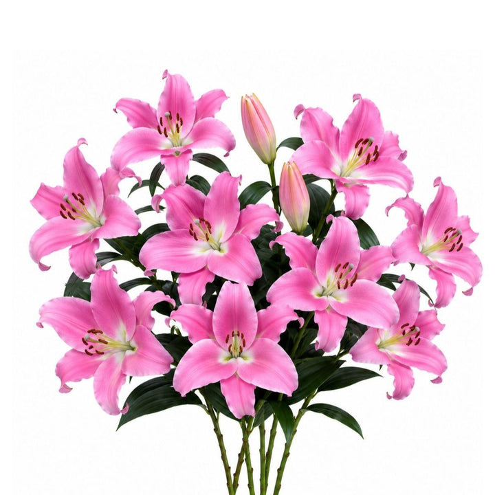 Soft pink Oriental lilies in an XL bouquet with five stems, scented Dutch flowers from Fresh Flower Holland.