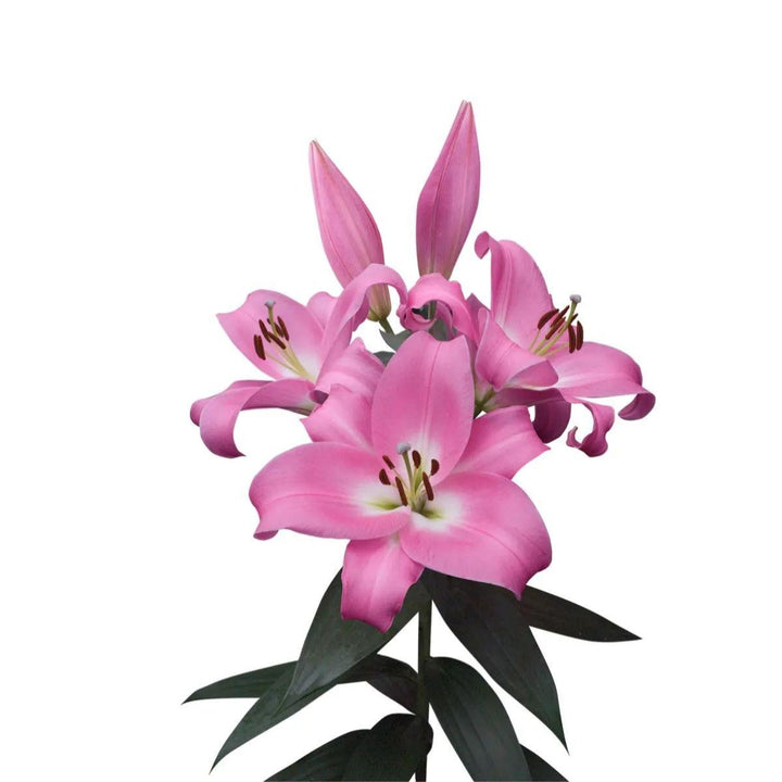 Fresh Flower Holland soft pink Oriental lilies in XL bouquet, 5 stems, fragrant Dutch flowers with lush petals and elegant blooms.