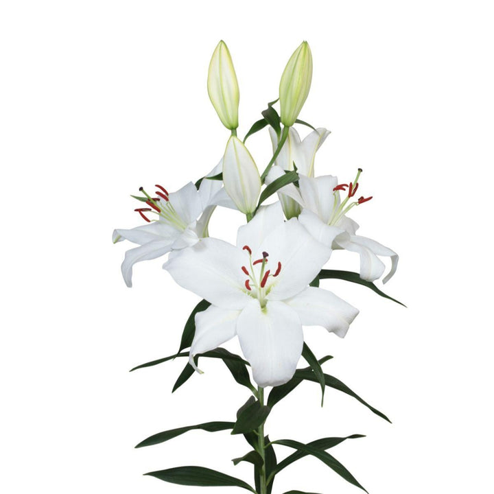 White Oriental lilies, scented XL Dutch flowers with 5 stems, fresh and vibrant for floral decoration.