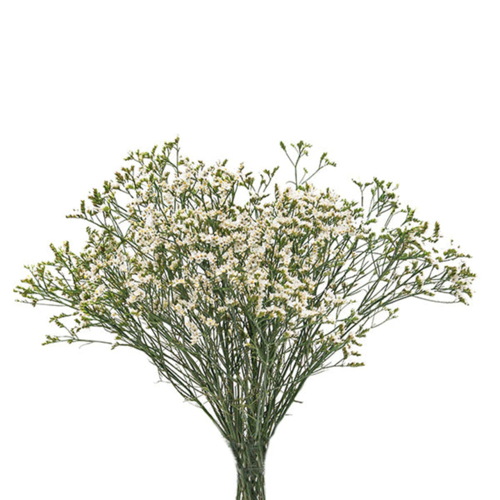 White Limonium flower stems from SQ Flora Kenya, showing delicate clusters of tiny white blossoms on multiple stems.