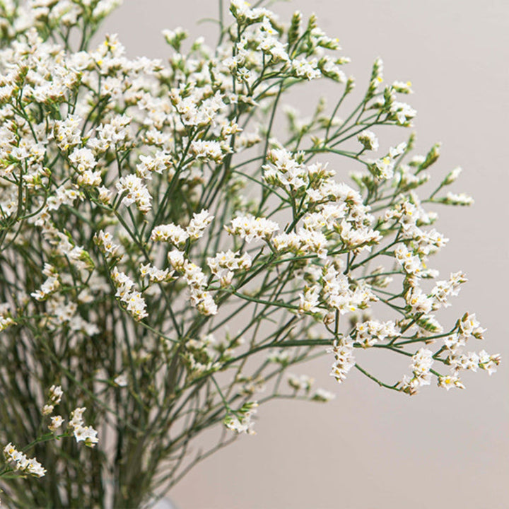 White Limonium flower stems from SQ Flora Kenya, showcasing delicate blooms and slender stems.