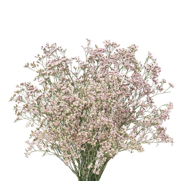 Pink Limoniums flower stems from SQ Flora Kenya, showing multiple vibrant flower clusters on long green stems.