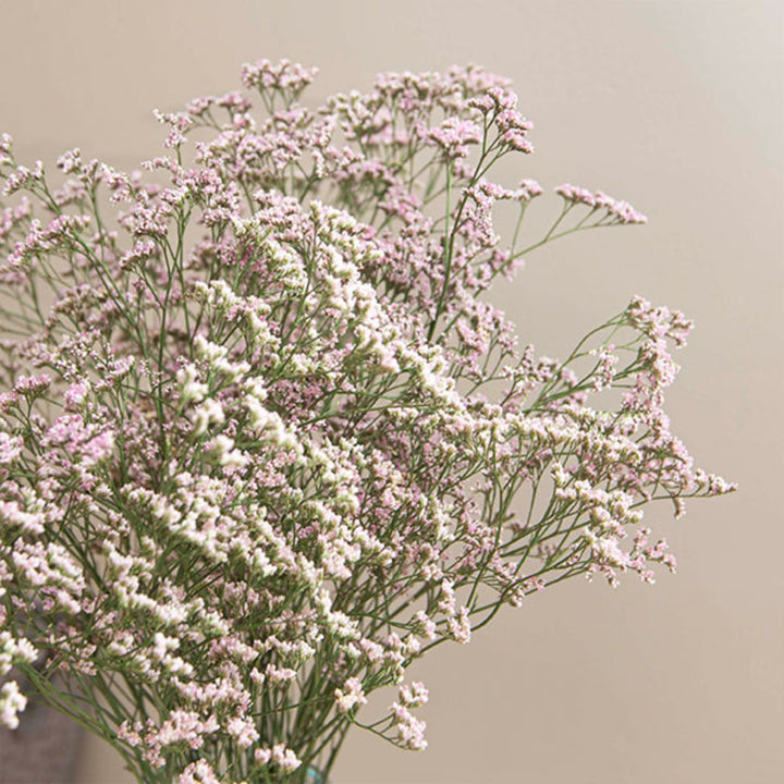 Pink limonium flower stems from SQ Flora Kenya, showing delicate blooms on 10 stems suitable for floral arrangements.