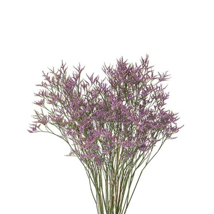 Dark blue Limonium flowers from Black Tulip, featuring 10 stems of Safora Limoniums with delicate blooms and lush foliage.