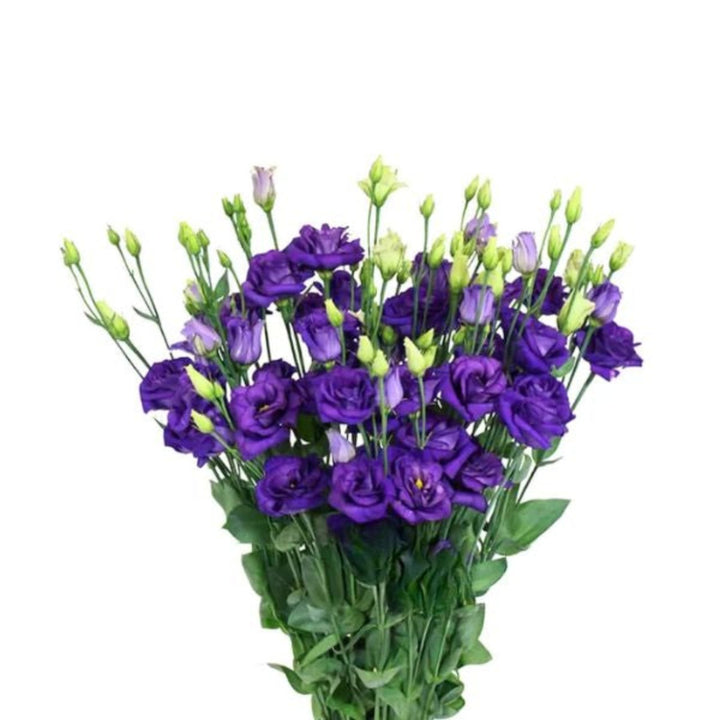 Blue Lisianthus Eustoma Rosita flowers with five stems, vibrant blooms, and lush green foliage from Fresh Flower Holland.
