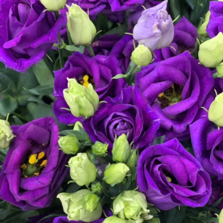 Blue Lisianthus Eustoma Rosita flower stems from Fresh Flower Holland, featuring 5 vibrant blooms on green stems.
