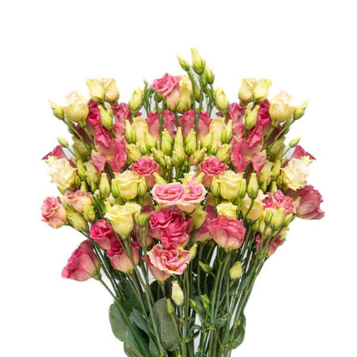 Fresh Lisianthus Eustoma Croma Champagne flowers from Rosita, 10 stems, with delicate blooms and vibrant champagne color.